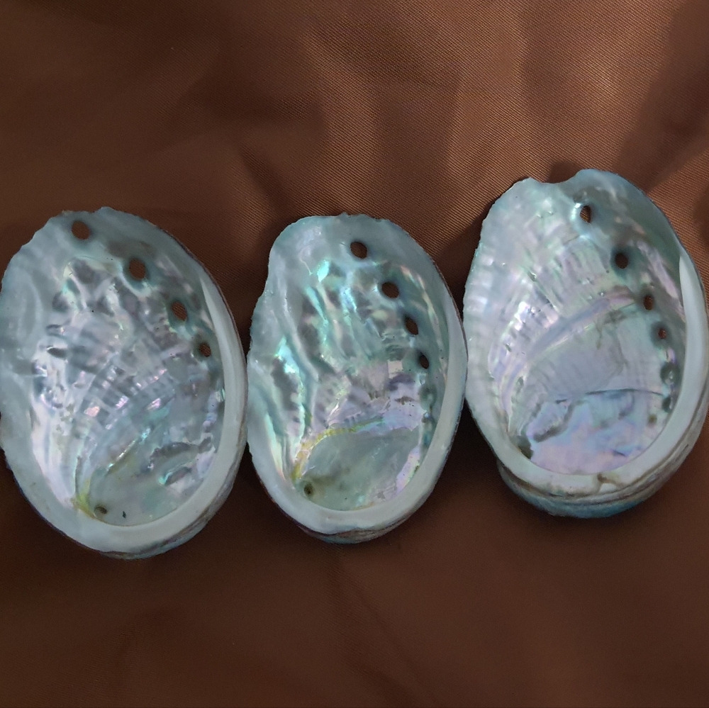 Iridescent Pearlescent Abalone Shell Home Accent